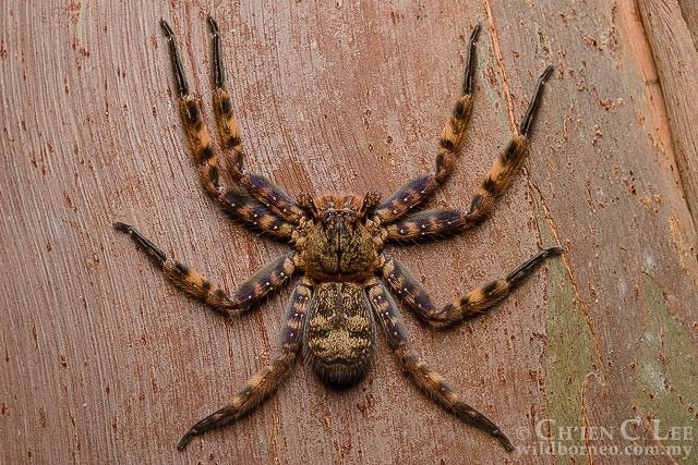 Heteropoda lunula - USMANTIS