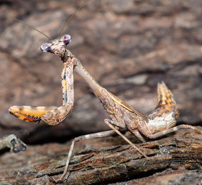 Parasphendale affinis Budwing praying mantis - USMANTIS