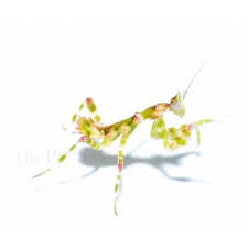 Harpagomantis tricolor flower - USMANTIS