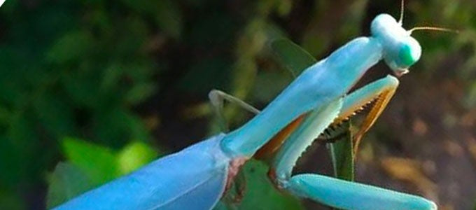 Hierodula species BLUE Papua Giant Stunning New Mantis Species