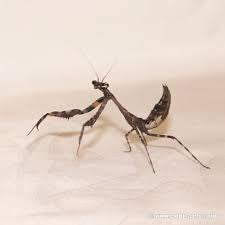 Parasphendale affinis Budwing praying mantis - USMANTIS