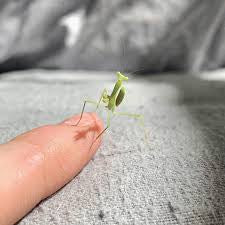 Omomantis zebrata Zebra mantis beautiful! - USMANTIS