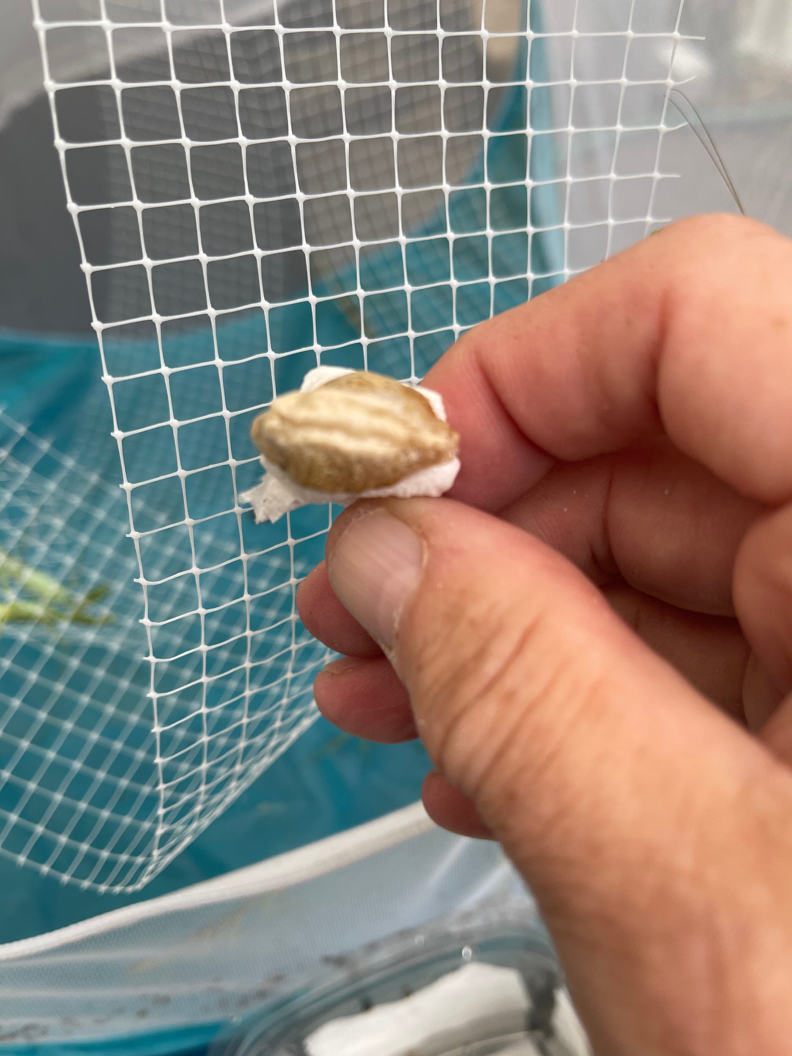 Omomantis zebrata Zebra mantis beautiful! - USMANTIS