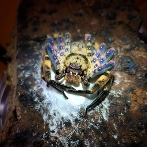 Heteropoda lunula - USMANTIS