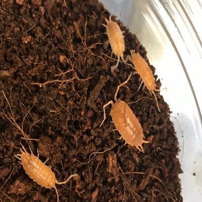 Porcellionides Pruinosus "Powder Orange" Isopods - USMANTIS
