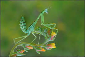 Omomantis zebrata Zebra mantis beautiful! - USMANTIS