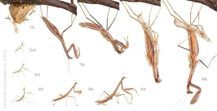 Tenodera angustipennis praying mantis - USMANTIS