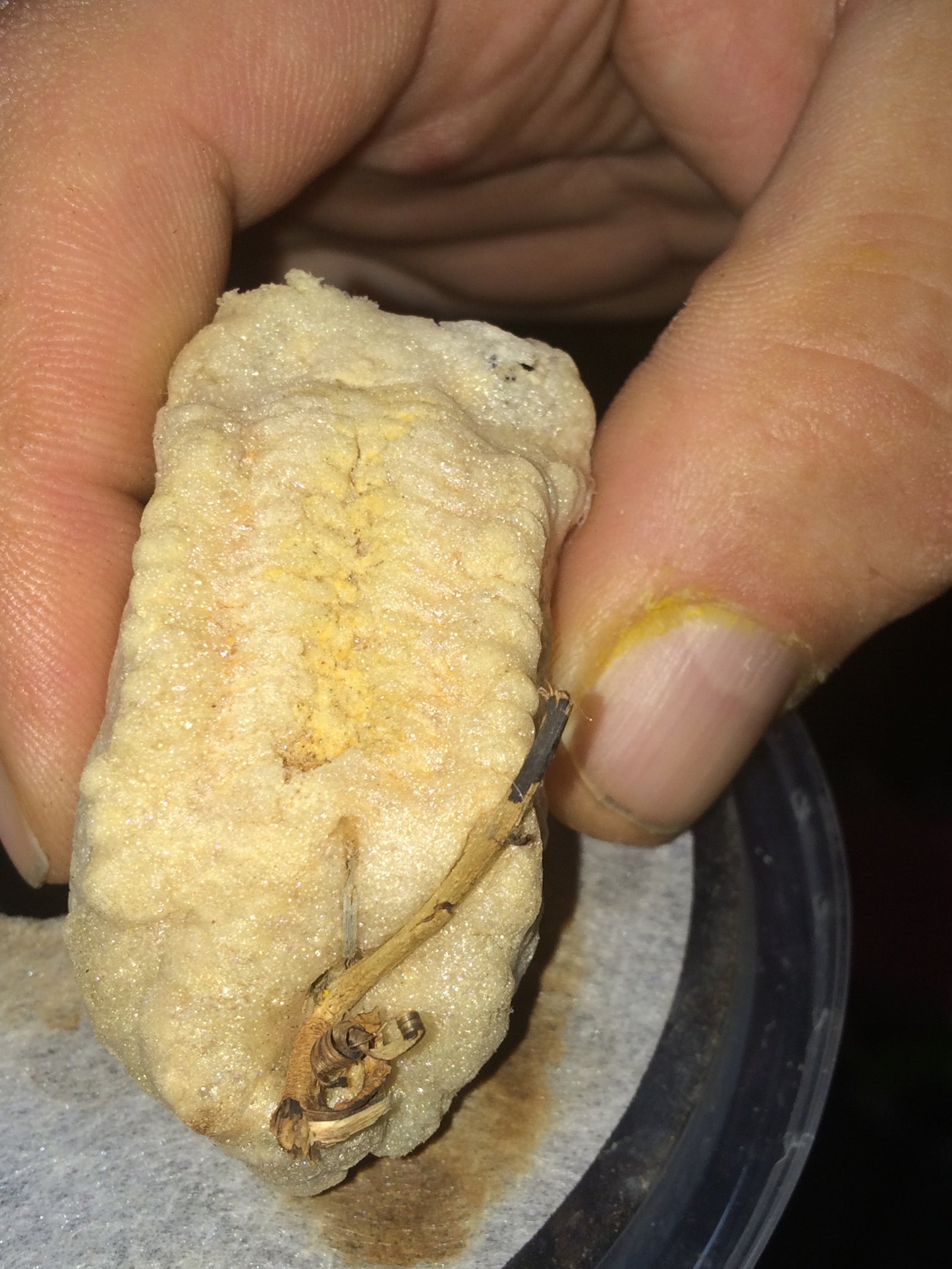 Idolomantis diabolica Devils Flower Praying Mantis - USMANTIS