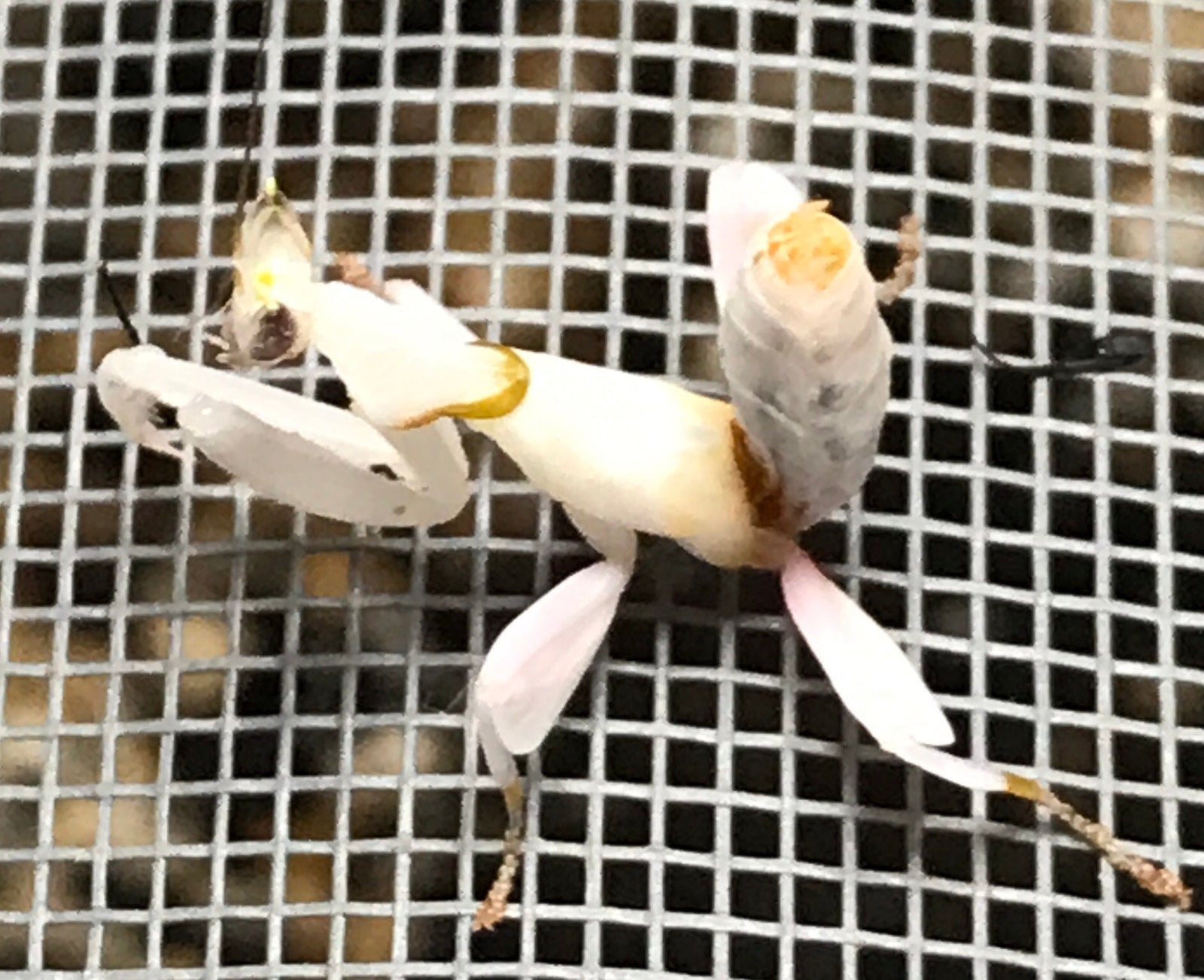 Hymenopus coronatus - Orchid Flower mantis "Kung Fu Mantis" - USMANTIS