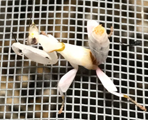 Hymenopus coronatus - Orchid Flower mantis "Kung Fu Mantis", Live Insects - USMantis.com