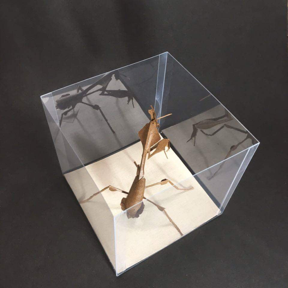 Paper insects - USMANTIS