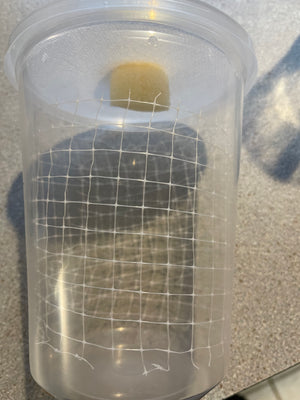 Mantis Hatching Container Vented with Port