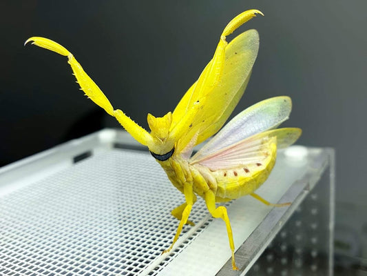Helvia cardinalis Yellow orchid flower mantis - USMANTIS