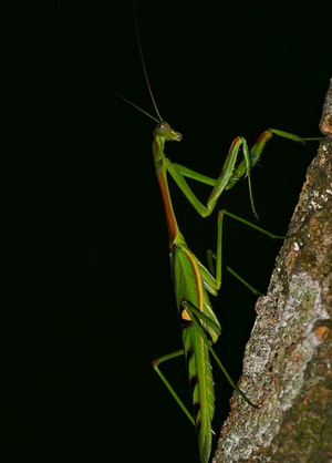 Omomantis zebrata Zebra mantis beautiful!