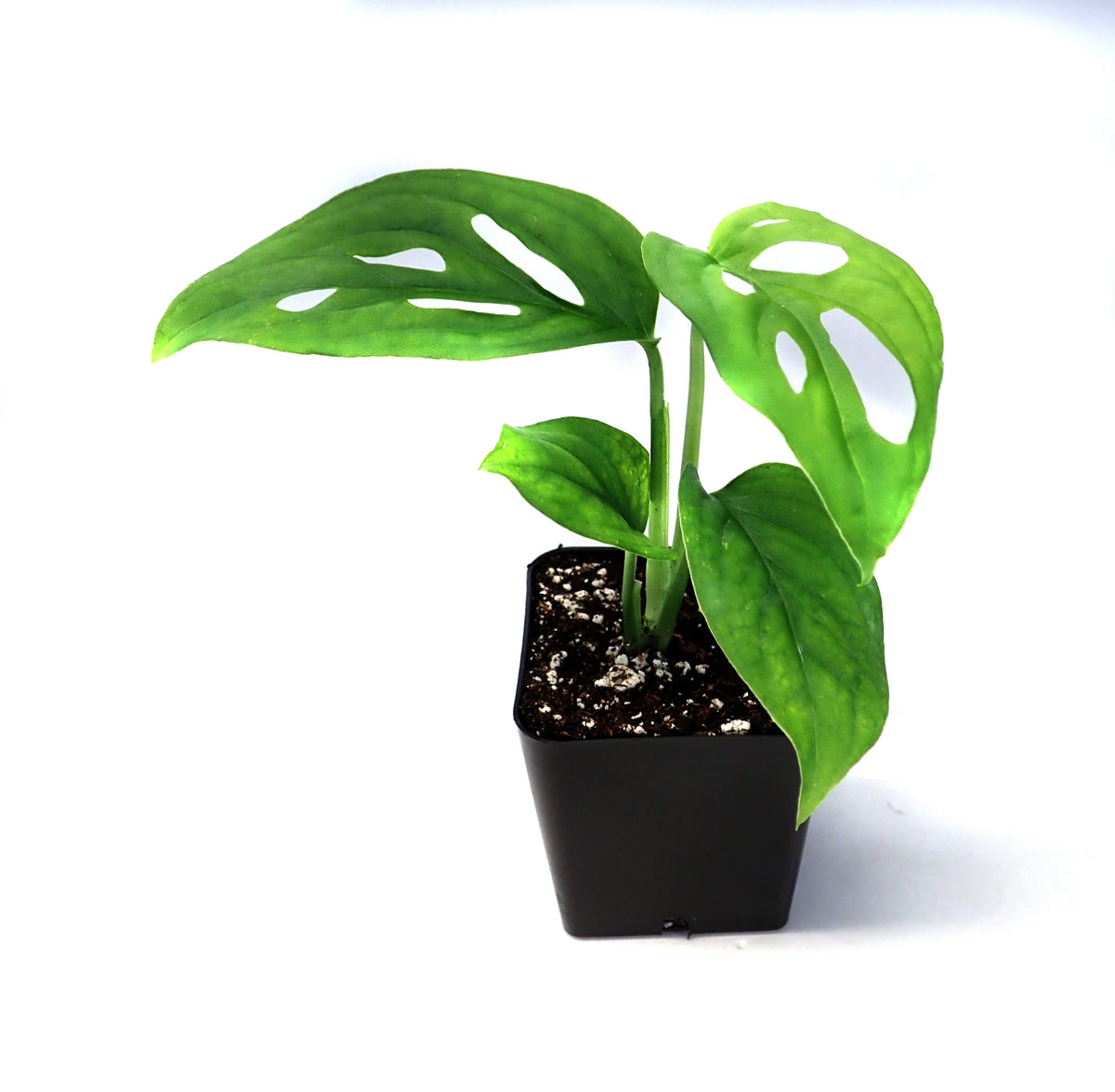Monstera adansonii, Swiss Cheese Plant - USMANTIS