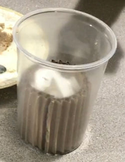 Blue Bottle or Green Bottle Fly Home Culture Kit NEW! Vegan Formula - USMANTIS