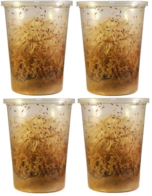 Fruit Flies Live D. Hydei Fruit Fly Cultures NEW Formula!! - USMANTIS