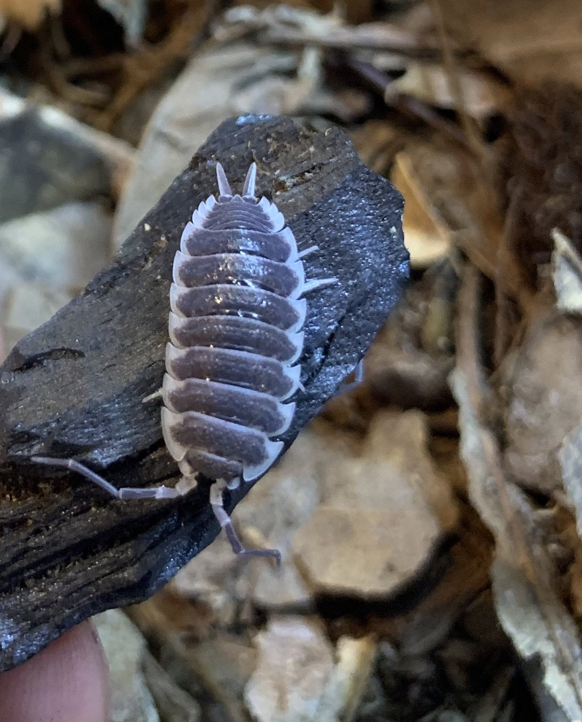 Porcellio hoffmanseggi - USMANTIS