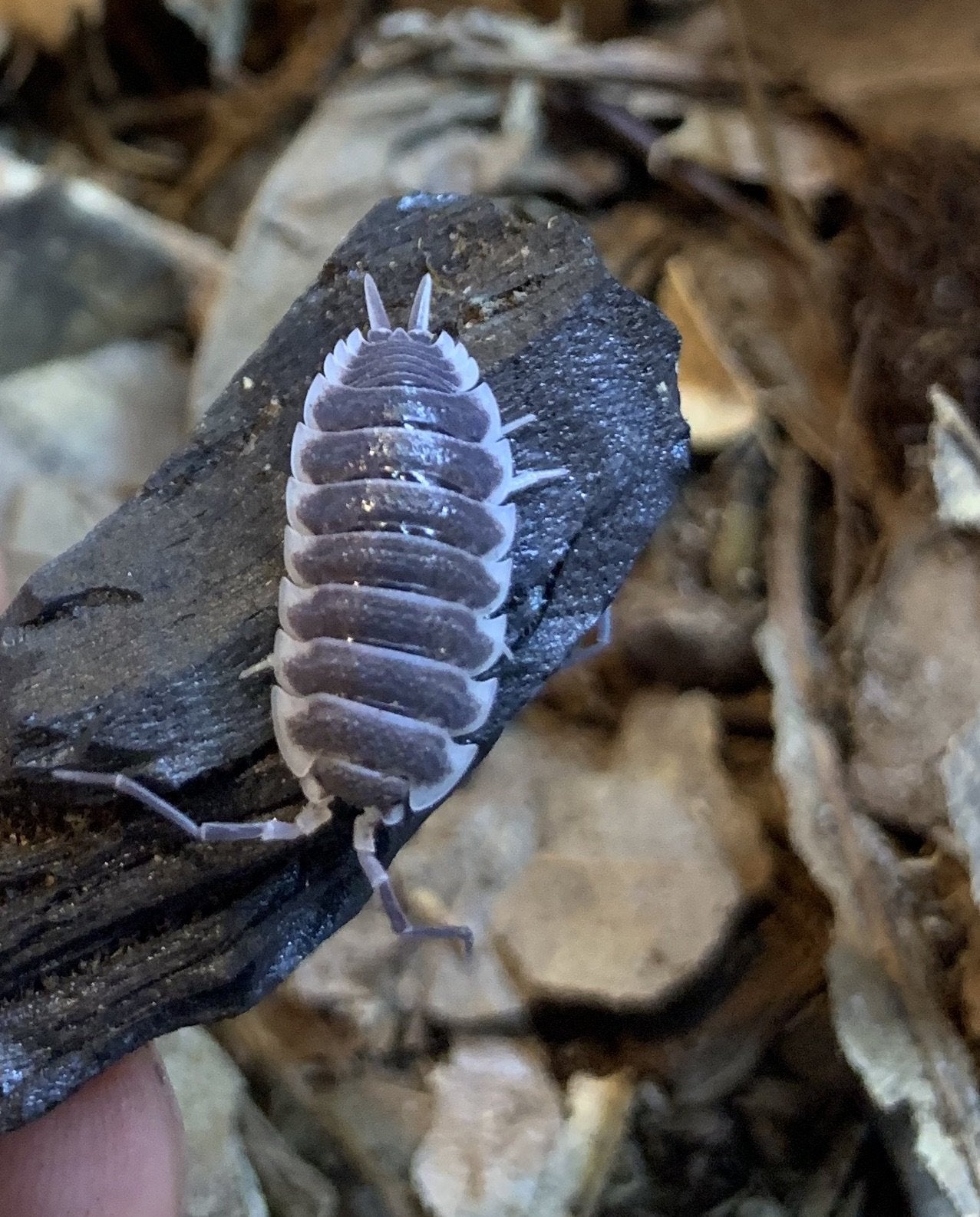 Porcellio hoffmanseggi - USMANTIS
