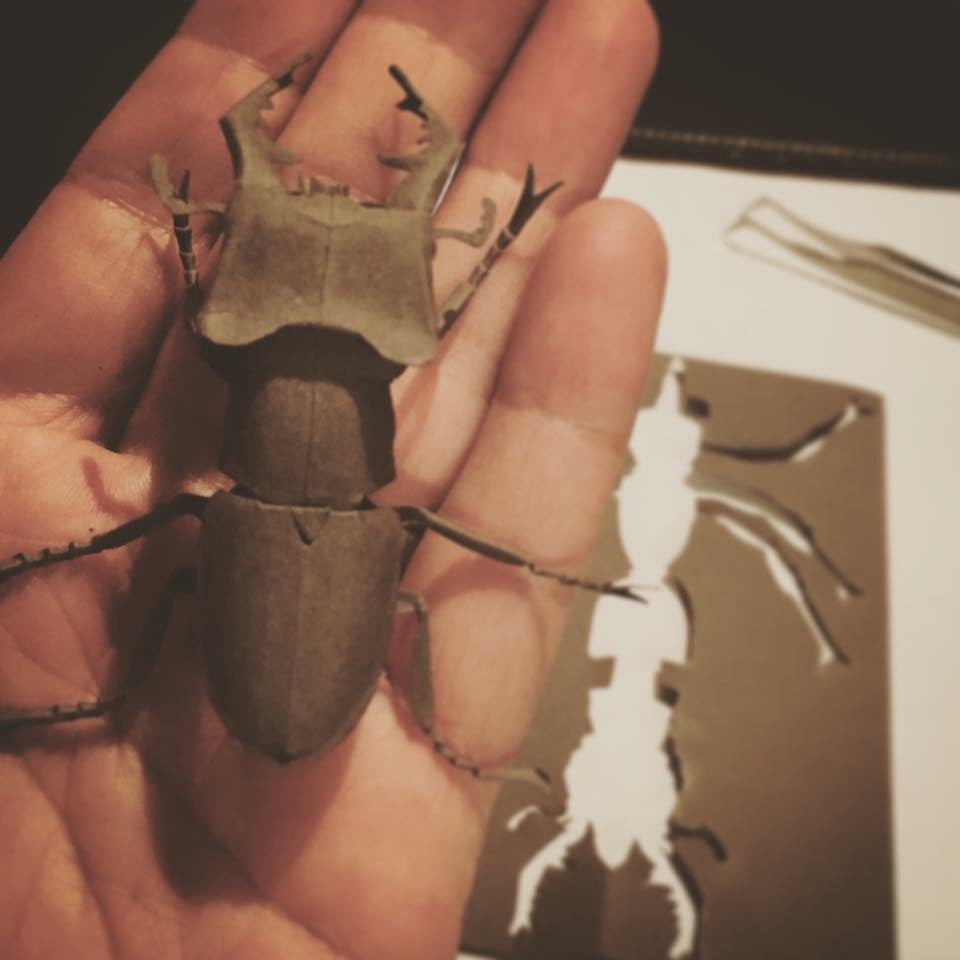 Paper insects - USMANTIS