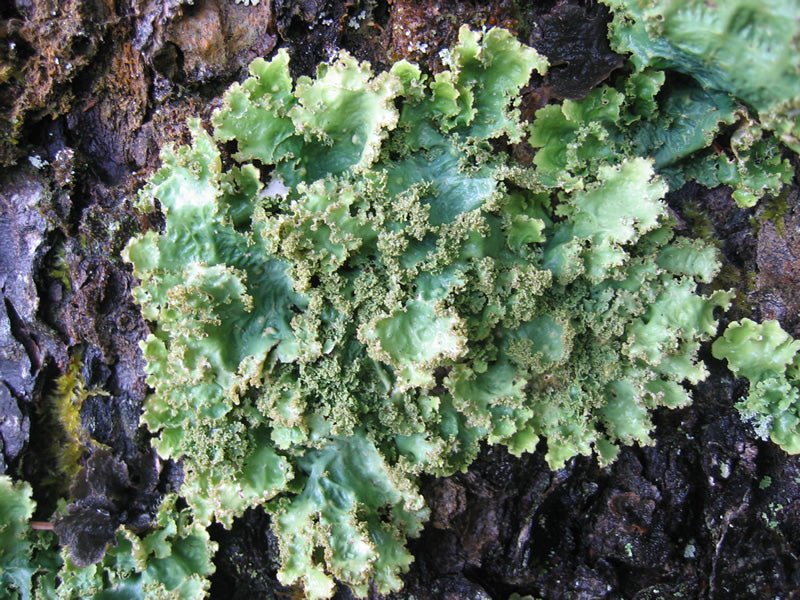 Lichen for bioactive habitats and phasmids