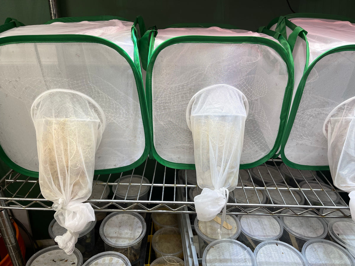 Insect and Butterfly Habitat Cage12 X 12 X 12 With Sleeve - USMANTIS