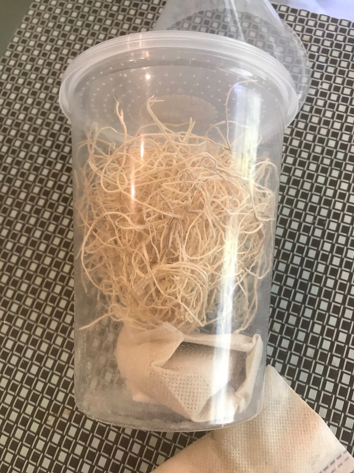 Instant Fruitfly Culture Kit PODS New!l on USMANTIS