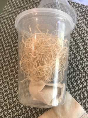 Instant Fruit-fly Culture Kit  PODS New Product
