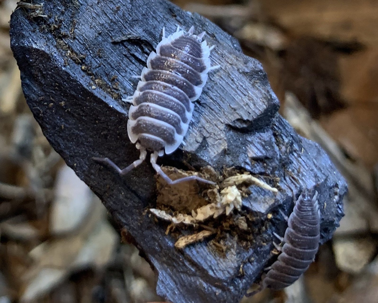 Porcellio hoffmanseggi - USMANTIS