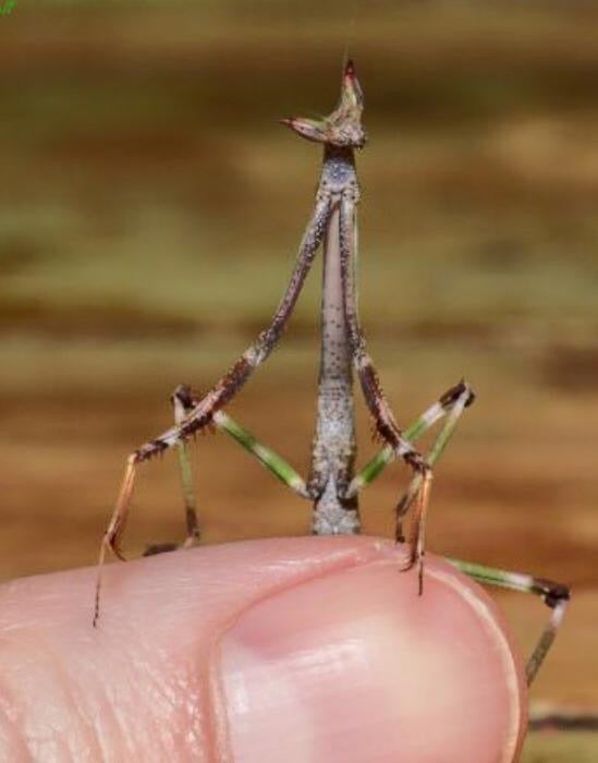 Heterochaeta orientalis Giant African Stick mantis / cat-eye mantis / 'Chaeta - USMANTIS