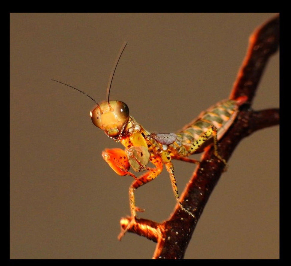 Tarachodula pantherina “Panther praying mantis” - USMANTIS