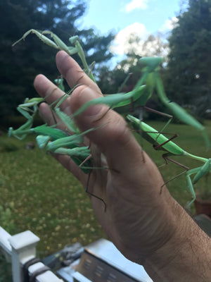 Rhombodera megaera Giant praying mantis