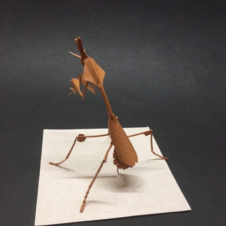 Paper insects - USMANTIS