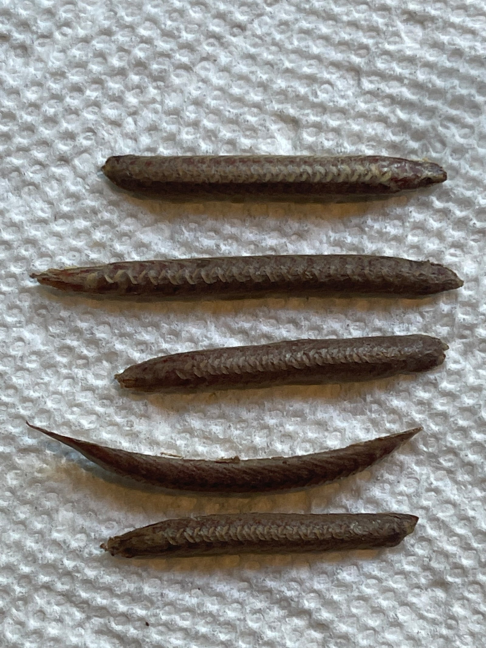 Creobroter gemmatus Asian flower mantis nymphs or ooths - USMANTIS