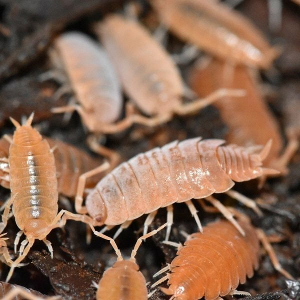 Porcellionides Pruinosus "Powder Orange" Isopods - USMANTIS