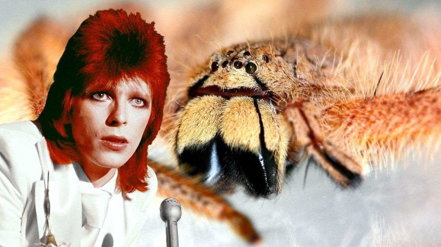 Heteropoda davidbowie huntsman spider - USMANTIS