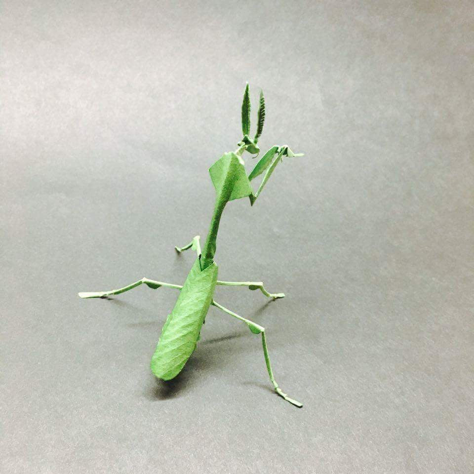 Paper insects - USMANTIS
