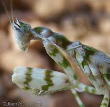 Harpagomantis tricolor flower - USMANTIS