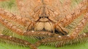 Heteropoda davidbowie huntsman spider - USMANTIS