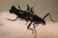 Peruphasma Shultei -Black Beauty, stick insect - USMantis.com