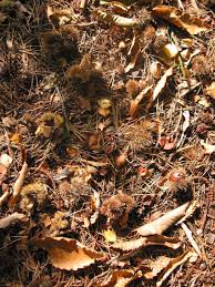 Old Forest Floor Wood Millipede Isopod Hardwood Pith beetles microfauna