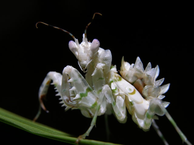 Pseudocreobotra ocellata spiny flower praying mantis - USMANTIS