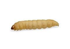 Wax Worms - USMANTIS