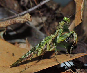 Majangella moultoni - Moss Mantis, Live Insects - USMantis.com