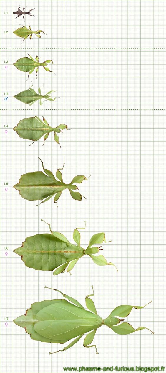 Leaf Insect Phyllium philippinicum 6-pack - USMANTIS