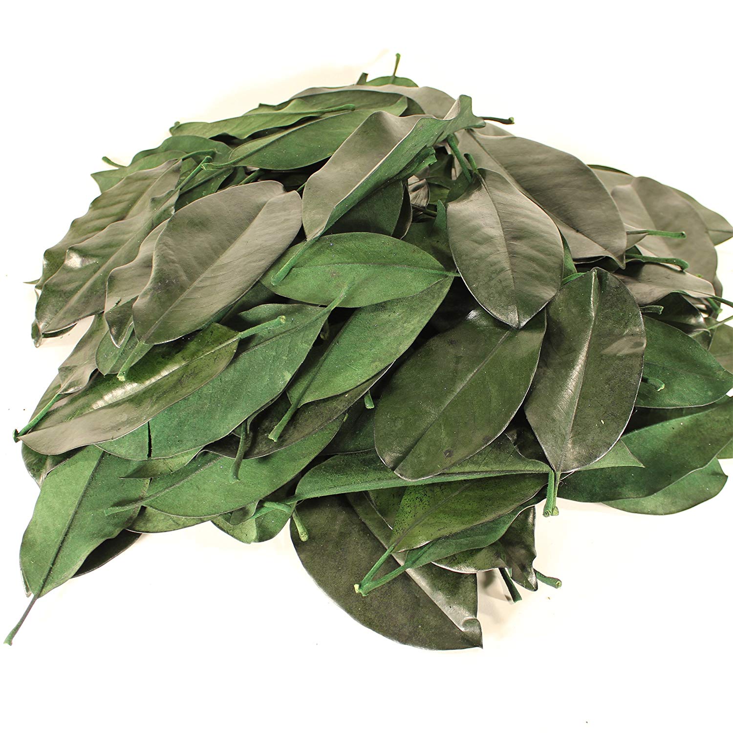 Magnolia Leaf Litter (1 Gallon) Organic Bio-active substrate Pure and pet safe., Supplies - USMantis.com