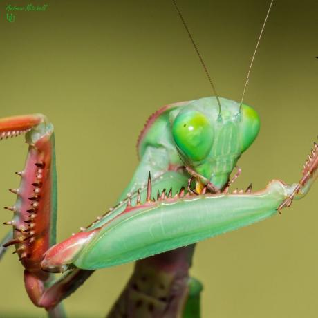 Hierodula majuscula - Giant Rainforest mantis, Live Insects - USMantis.com