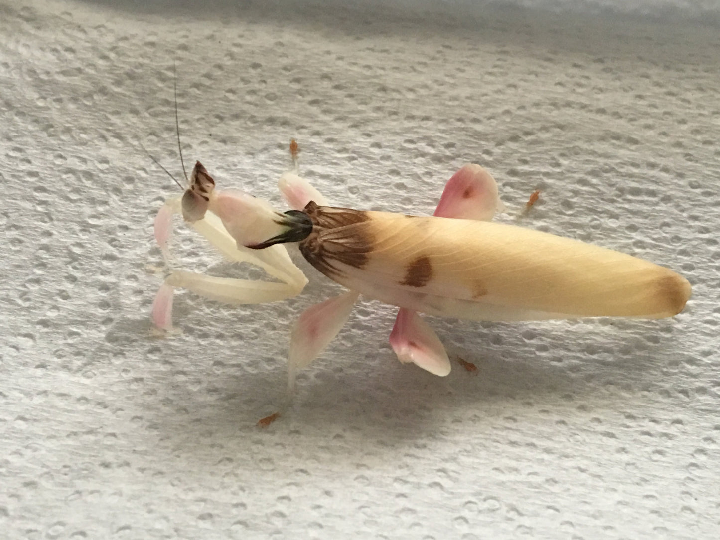 Hymenopus coronatus Orchid mantis lo - USMANTIS