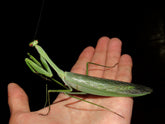 Giant Praying Mantis for sale – USMANTIS