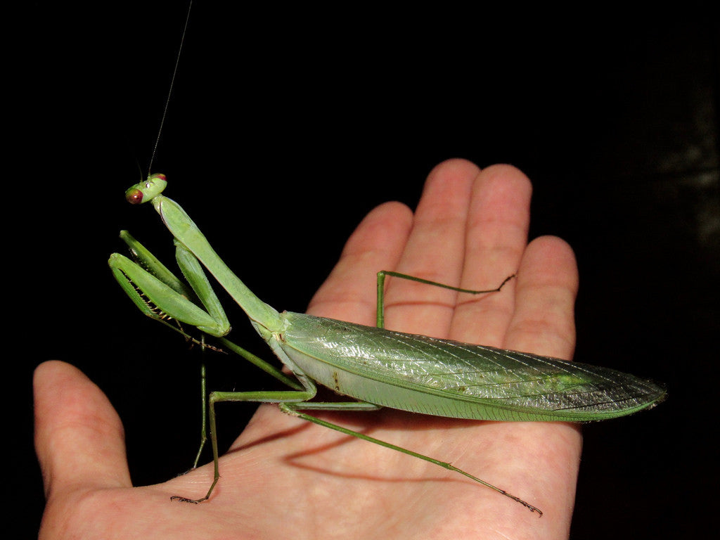 Macromantis Giant praying mantis Extreme Large Rare - USMANTIS